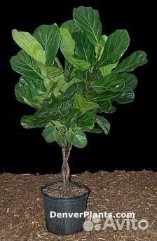 Фикусы лирата в ассортименте