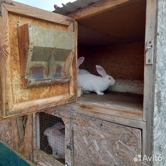 Клетки для кроликов