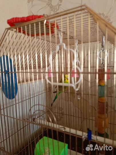 Волнистый попугай с клеткой