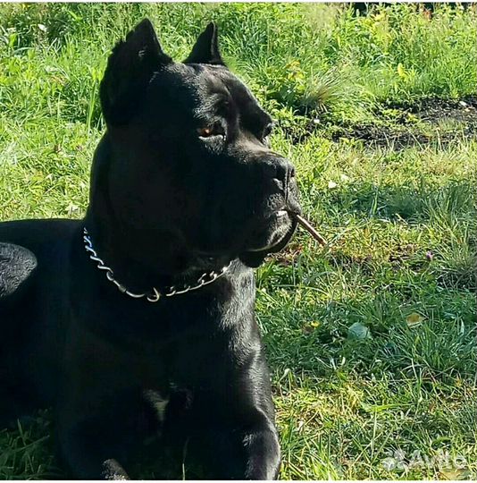 Вязка Кане-корсо