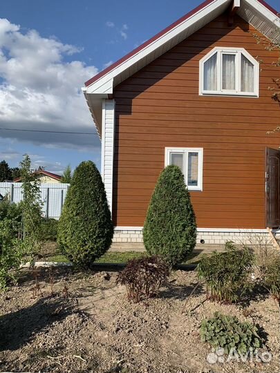 Туи на самовывоз