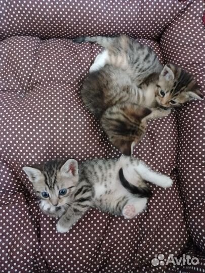 Продам Шотландских котят