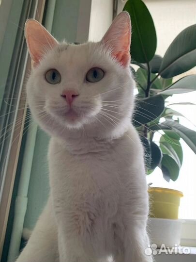 Котик ласковый