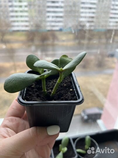 Толстянка (денежное дерево)