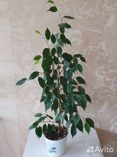 Фикус бенджамина