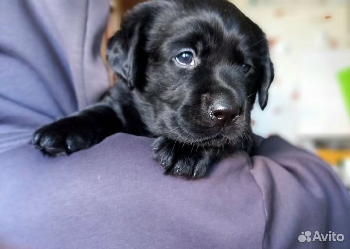 Щенки лабрадора