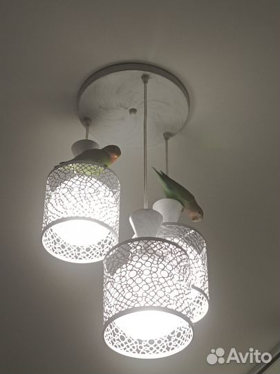 Неразлучник 1 шт