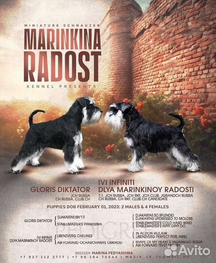 Цвергшнауцеры чёрные с серебром