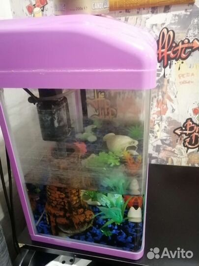 Аквариум