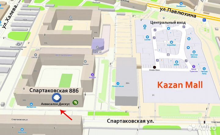 Цифотиляпия фронтоза - Лобастая зебра