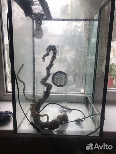 Террариум для хамелеона, большой