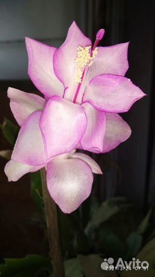 Декабрист шлюмбергера