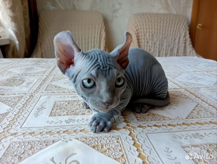 Эльф, двэльф