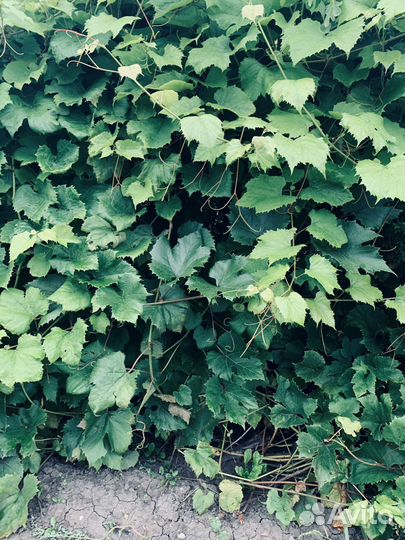 Виноград 10 летний