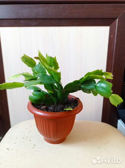 Декабрист / шлюмбергера