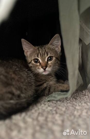 Тигрица ищет семью