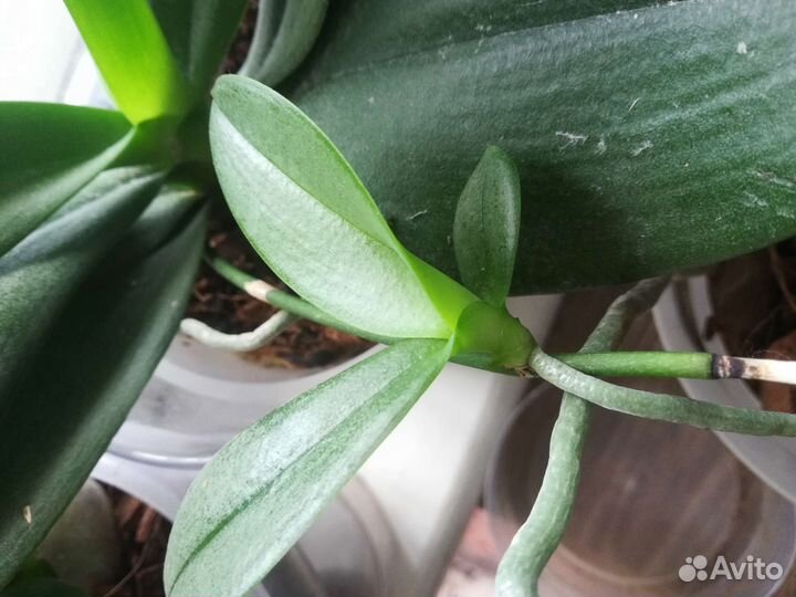 Орхидея детка