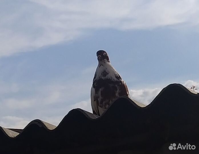 Николаевские голуби