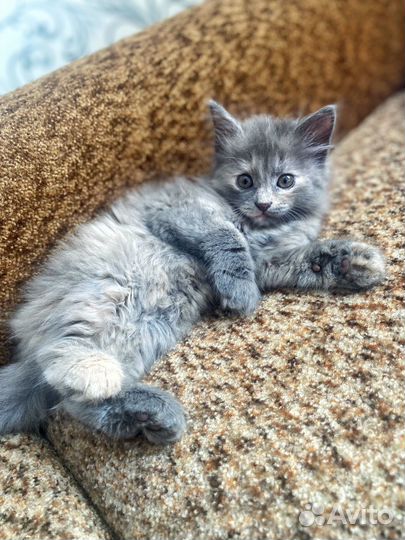 Котенок (девочка) в добрые руки