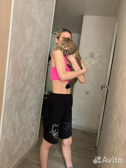 Кошка шотландская