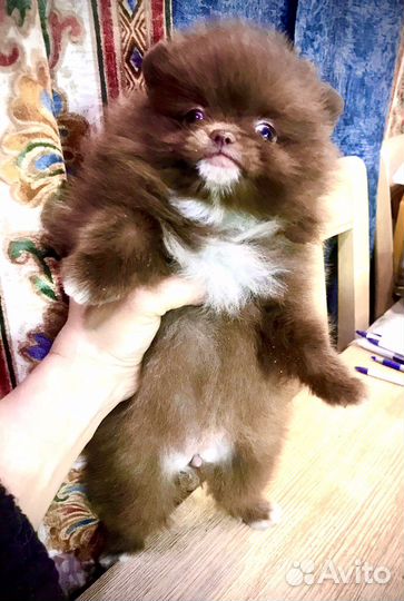 Померанский Шпиц мини девочка шоколадка