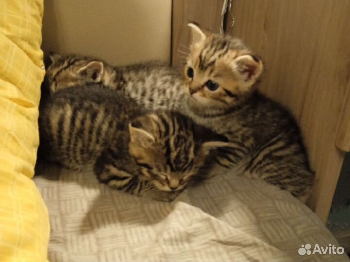 Котята 1,5 месяца