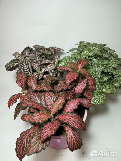 Комнатные растения