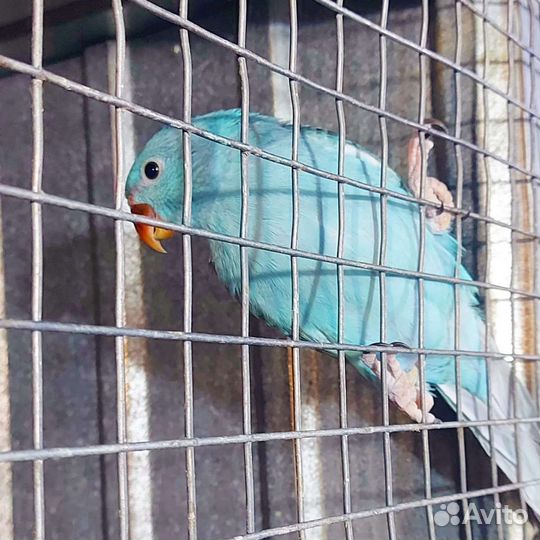 Продам какарика, корелл, ожерелового, неразлучника