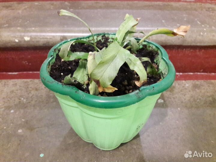 Комнатные цветы в заботливые руки