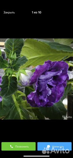 Глоксиния махровая