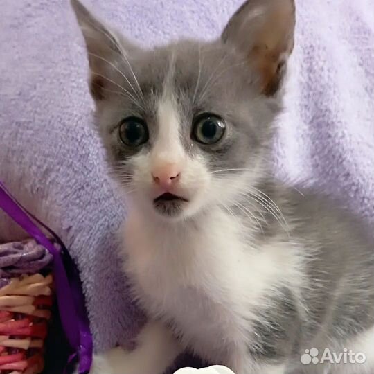 Котодевчулька ждёт мам пап