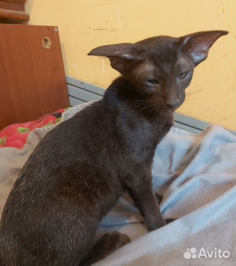 Ориентальные котята