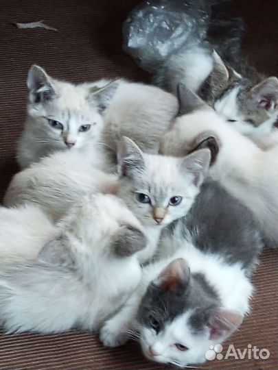 Тайская кошка