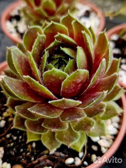 Суккуленты