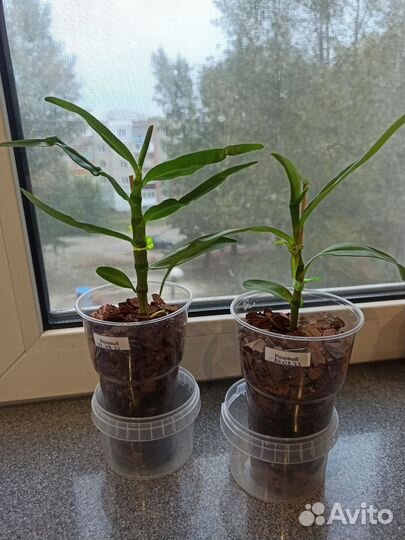 Орхидея дендробиум