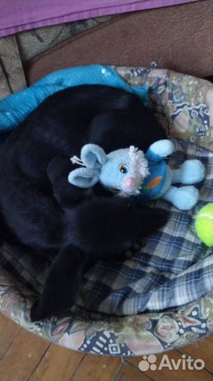 Щеночек подрощенный в дар