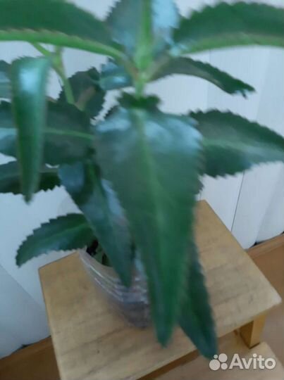 Каланхоэ - Чихунчик