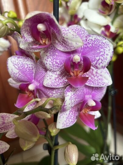 Редкие орхидеи мультифлора