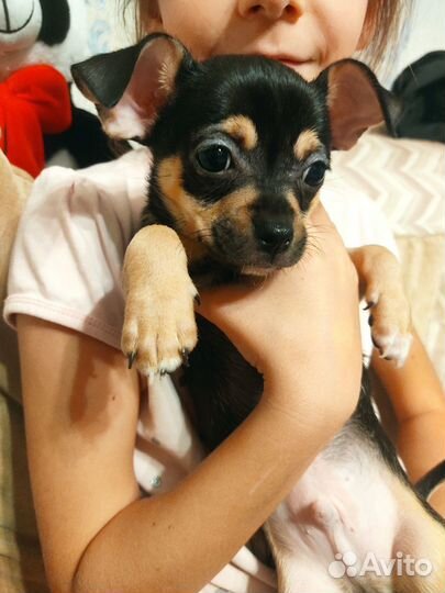 Щенки чихуахуа