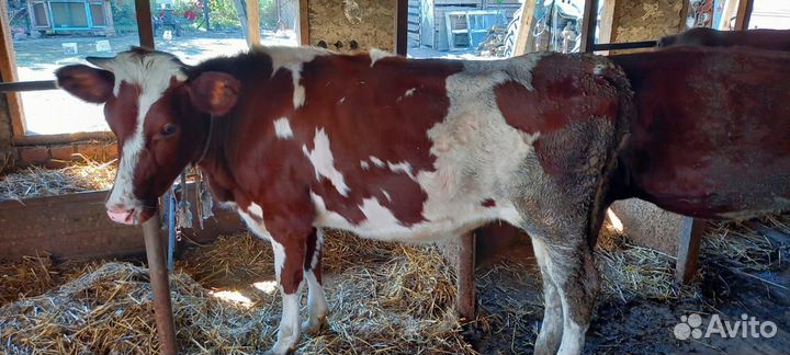 Быки и тёлочки на мясо