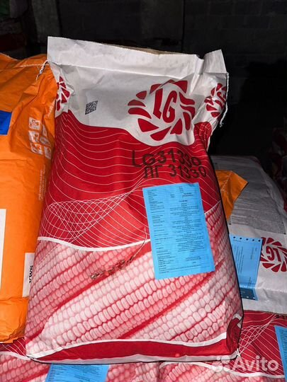 Семена кукурузы