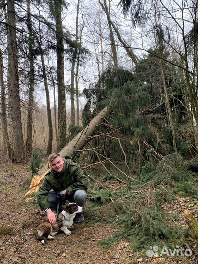 Выгул собак. Догситтер из Санкт-Петербурга