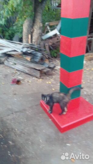 Пограничный столб