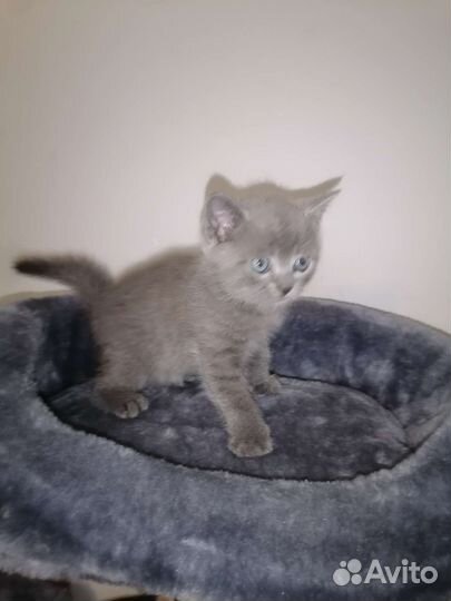 Британские котята