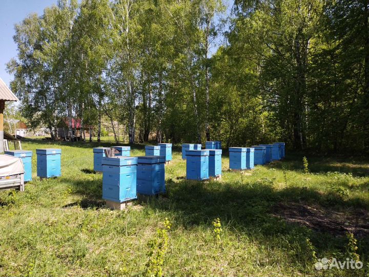 Мёд и продукты пчеловодства