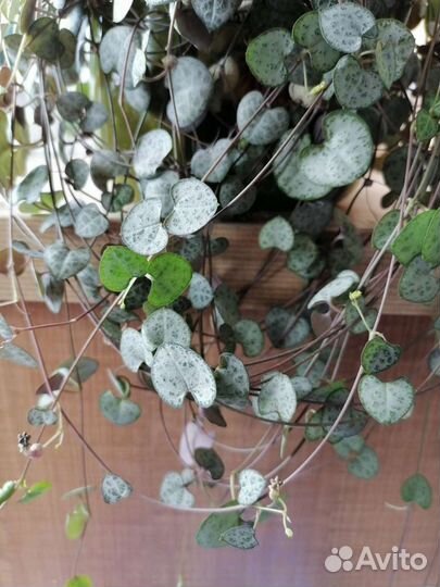 Суккулент Церопегия Вуду