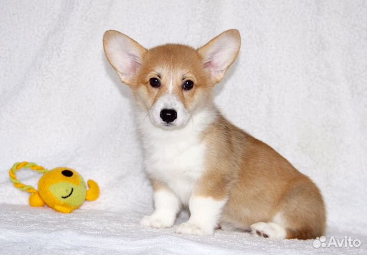 Вельш-корги пемброк