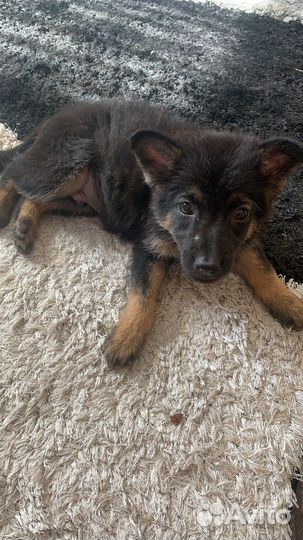 Немецкая овчарка