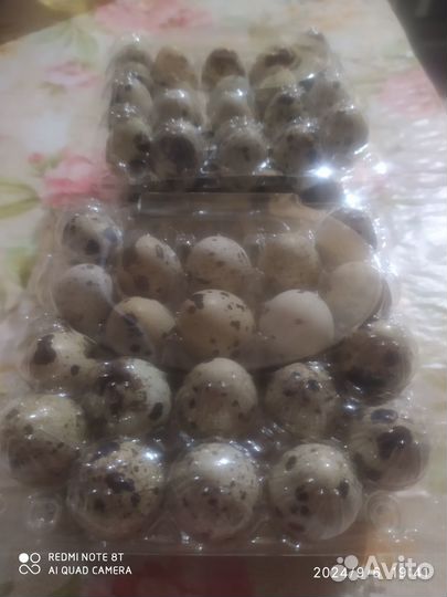 Яйцо перепелинное