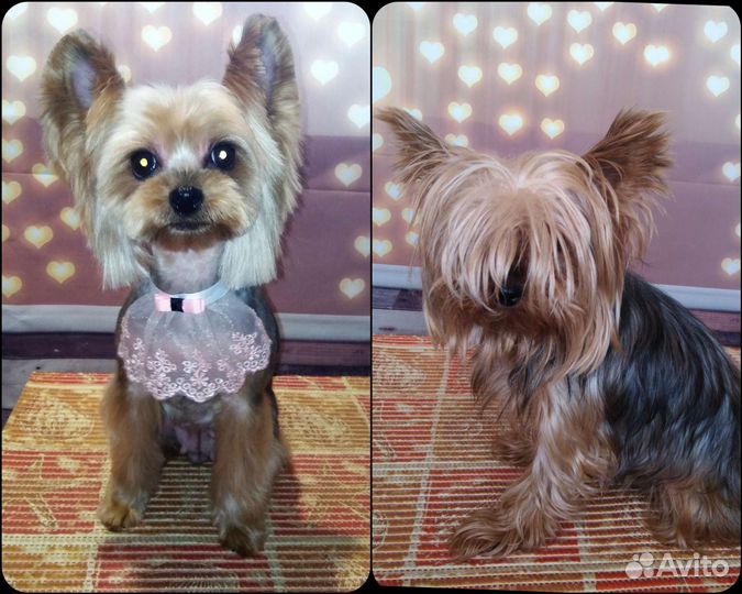 Стрижка собак